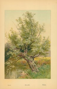 Willow av William Henry James Boot