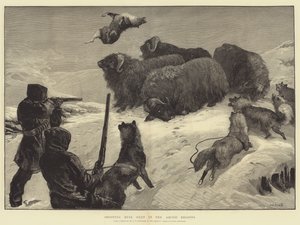 Skyting av moskus i de arktiske strøk