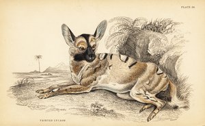 Afrikansk villhund, Lycaon pictus, truet av William Home Lizars