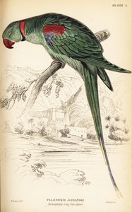 Alexandrine parakitt eller Alexandrine papegøye, Psittacula eupatria av William Home Lizars