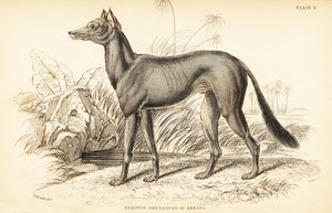 Arabisk mynde, Canis lupus familiaris av William Home Lizars
