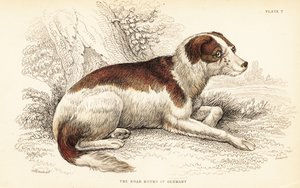 Svinhund av Tyskland, Canis lupus familiaris av William Home Lizars