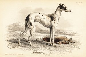 Britisk mynde, Canis lupus familiaris av William Home Lizars