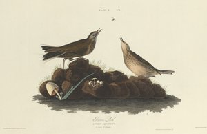 Brun lerke, 1827. av William Home Lizars