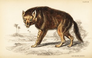 Brun hyene eller strandulv, Hyaena brunnea (Hyaena fusca) av William Home Lizars