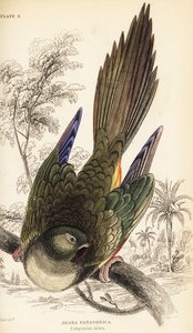 Gravende papegøye eller Patagonian conure, Cyanoliseus patagonus av William Home Lizars