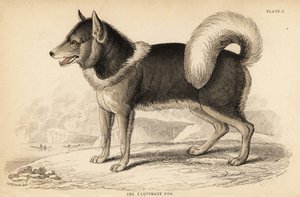 Kanadisk eskimohund eller qimmiq, Canis lupus av William Home Lizars