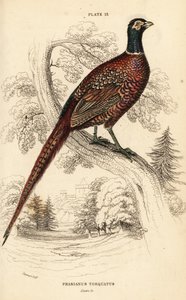 Vanlig fasan (ringhalset), fasan colchicus torquatus