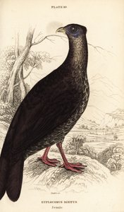 Crested fireback, Lophura ignita, hunn (Macartney-hanen, Euplocomus ignitus) av William Home Lizars