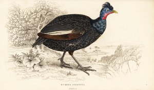Perlehøne, Guttera pucherani (Numida cristata) av William Home Lizars
