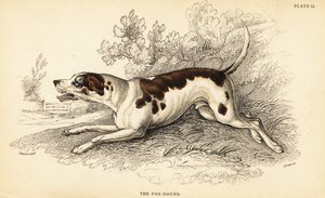 Revehund, Canis lupus familiaris av William Home Lizars