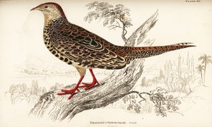 Grønn fasan eller japansk grønn fasan, hunn, Phasianus versicolor av William Home Lizars