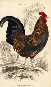 Grå jungelfugl eller Sonnerats jungelfugl, Gallus sonneratii (Gallus sonnerati) av William Home Lizars