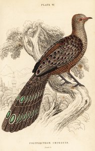 Grå påfugl-fasan eller burmesisk påfugl-fasan, Polyplectron bicalcaratum av William Home Lizars