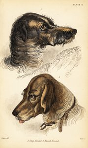 Hoder til en hjorthund 1 og blodhund 2, Canis lupus familiaris (Canis sagaces og Canis sanguinarius) av William Home Lizars