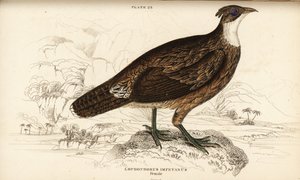 Himalaya monal, hunn, Lophophorus impejanus (Impeyan lophophorus, Lophophorus impeyanus) av William Home Lizars