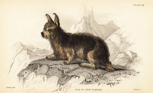 Isle of Skye terrier, Canis lupus familiaris (Canis terrarius) av William Home Lizars