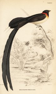 Langhalet paradis-whydah, Vidua paradisaea av William Home Lizars