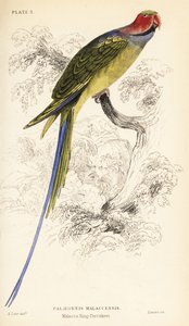 Langhaleparakit, Psittacula longicauda