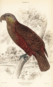 New Zealand kaka, Nestor meridionalis av William Home Lizars
