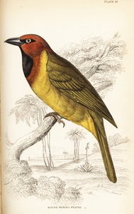 Olivennevet vever eller rundvinget vever, Ploceus brachypterus av William Home Lizars
