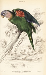 Oransjevinget amazon, Amazona amazonica av William Home Lizars