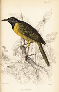 Oriole-sanger, Hypergerus atriceps av William Home Lizars