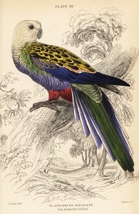 Blekhodet rosella (palliceps) av William Home Lizars