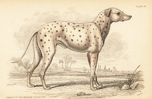 Forelder til den moderne trenerhunden, Canis lupus familiaris av William Home Lizars