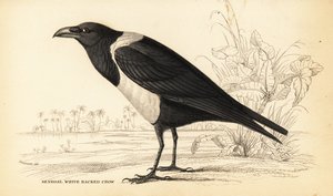 Pied kråke, Corvus albus av William Home Lizars