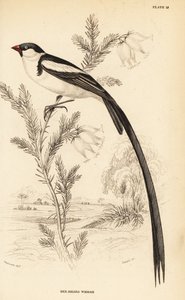 Pin-tailed whydah, Vidua macroura (rødnebbet whidah, Vidua erythrorhynchus) av William Home Lizars