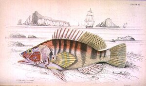 Plate 17 Serbanus Scriba (øya Baziluzzo), gravert av kunstneren fra 