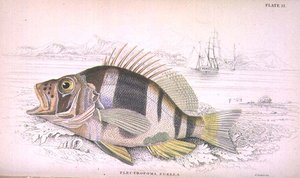 Plate 22 Plectropoma Puella, gravert av kunstneren fra 