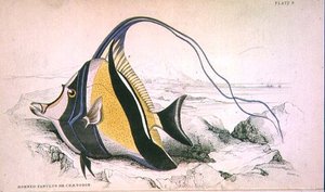 Plate 9 Horned Zanchus eller Chaetodon gravert av kunstneren fra 