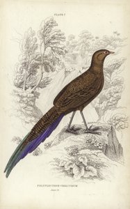 Polyplectron Chalcurum av William Home Lizars