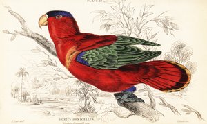 Lilla nakket lori, Lorius domicella