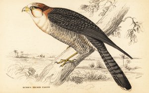 Rødhalsfalk, Falco chicquera ruficollis av William Home Lizars