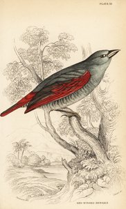Rødvinget pytilia, Pytilia phoenicoptera (Rødvinget bengaly, Pytilia phaenicoptera) av William Home Lizars