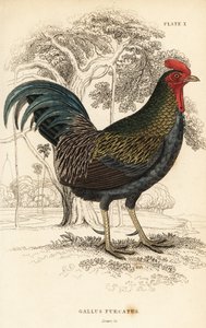 Rød jungelfugl, Gallus gallus javanicus