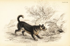 Skotsk terrier eller skotsk terrier, Canis lupus familiaris av William Home Lizars