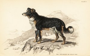 Gjeterhund eller gjeterhund, Canis lupus familiaris (Canis domesticus) av William Home Lizars