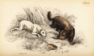 Glattbelagt terrier og skotsk eller trådhåret terrier, Canis lupus familiaris (Canis terrarius) av William Home Lizars