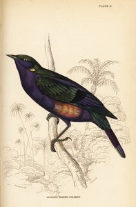 Flott blank stær (Senegal), Lamprotornis splendidus chrysonotis (Golden eared grakle, Lamprotornis chrysonotis) av William Home Lizars