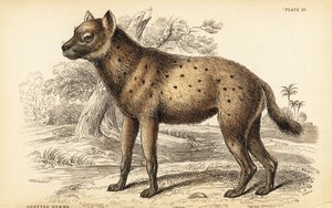 Flekkhyene eller latterhyene, Crocuta crocuta (Hyaena crocuta) av William Home Lizars