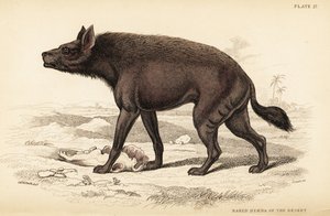 Stripete hyene, Hyaena hyaena (Naken hyene i ørkenen, Hyaena vulgaris)