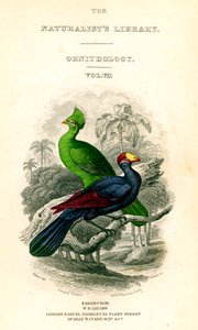 The Naturalists Library, Ornithology, Senegal Touraco, Violet Plantain Eater, c1833-1865. av William Home Lizars
