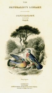 The Naturalists Library, Ornithology Vol V, Ring Pigeon, c1833-1865. av William Home Lizars