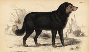 Newfoundlandshunden, Canis lupus familiaris )Canis terranovae) av William Home Lizars