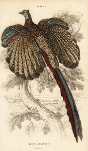 Den store argus, Argusianus argus (Argus fasan eller gigantisk argus, Argus giganteus) av William Home Lizars