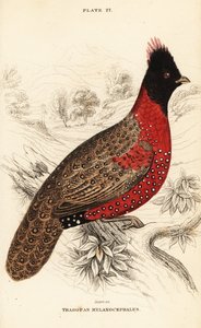 Vestlig tragopan eller vestlig horntragopan, Tragopan melanocephalus av William Home Lizars
